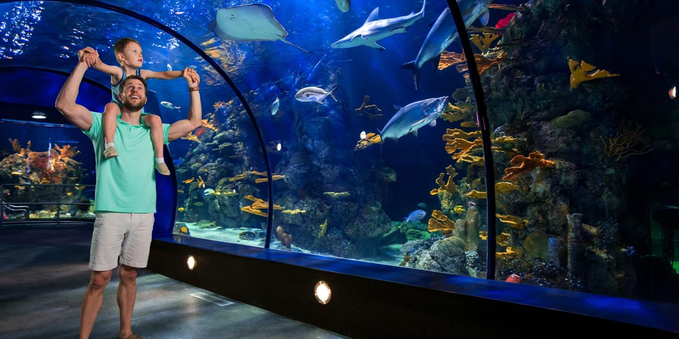 A man hoists a young child on his shoulders to admire the fish inside a tunnel at an aquarium in Galveston, TX.