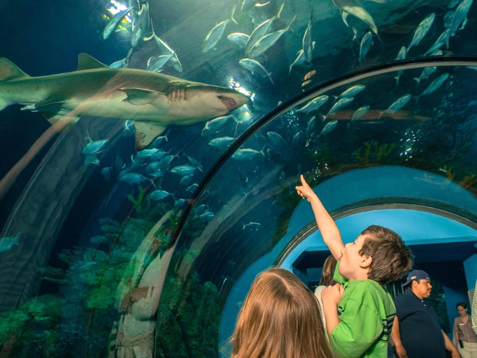 Kids aquarium shark