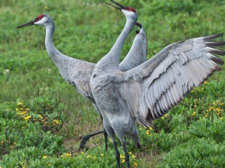 Sandhill cranes flapping their wings in Galveston, Texas.