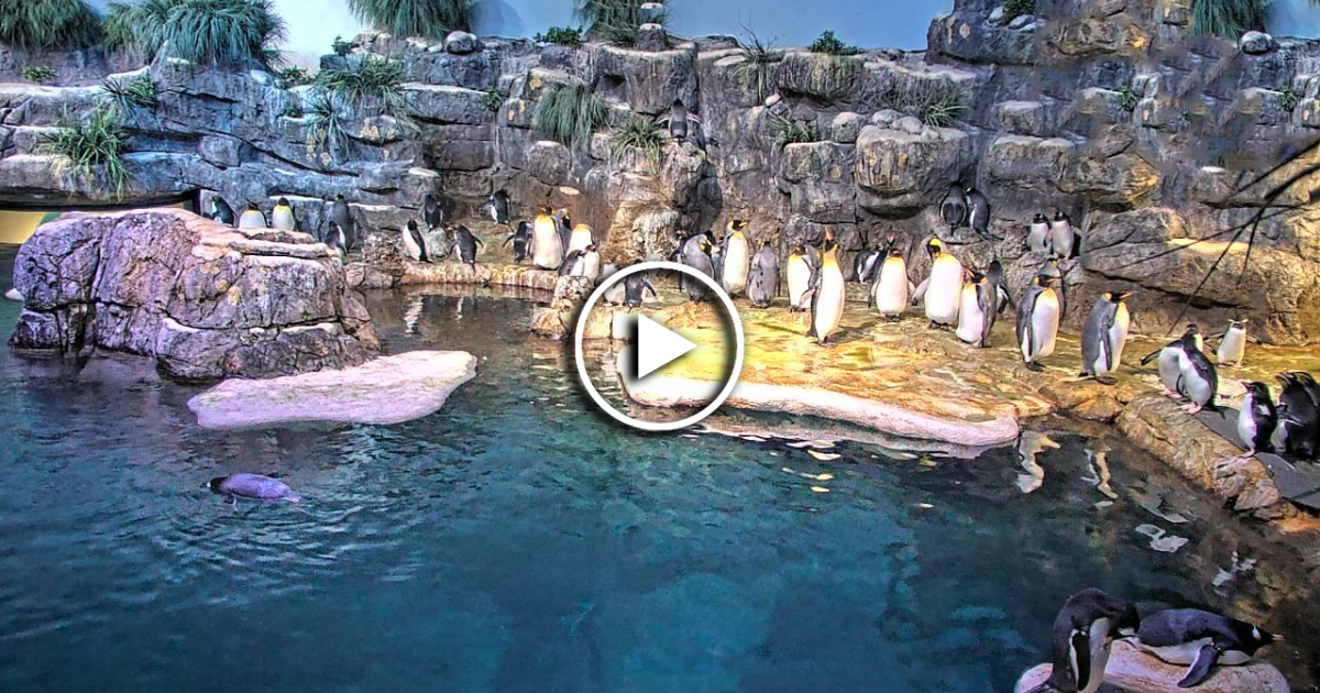 Paradise Park Penguin Webcam